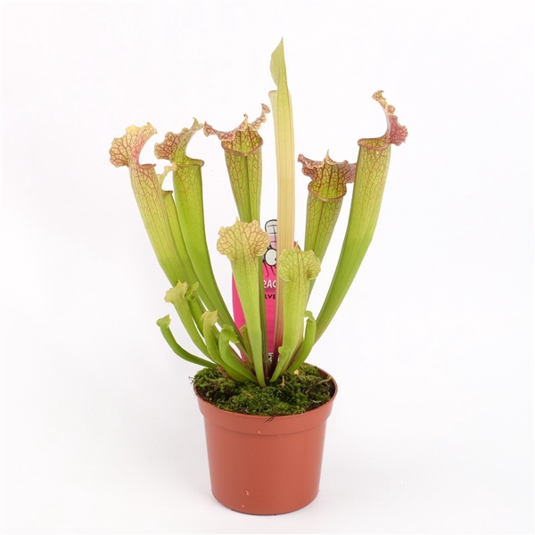<h4>Sarracenia velvet</h4>