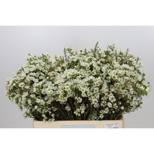 Chamelaucium Sirius