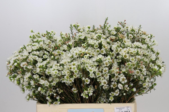 <h4>Chamelaucium Sirius</h4>