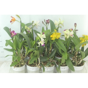 ORQUIDEA CATTLEYA MINI P12