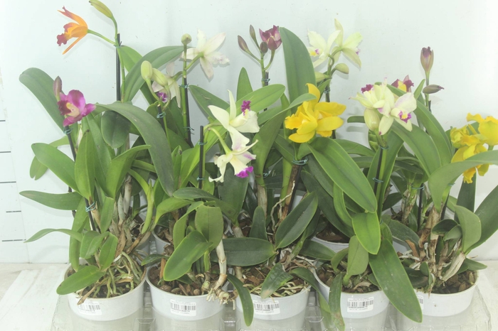 <h4>ORQUIDEA CATTLEYA MINI P12</h4>