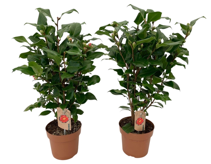 <h4>Camellia Dr King 20-25 knoppen</h4>