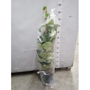 Tetrastigma voinierianum