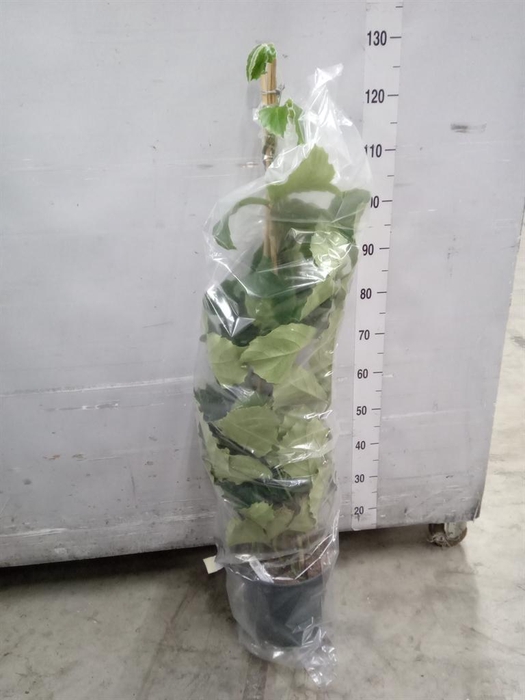 <h4>Tetrastigma voinierianum</h4>