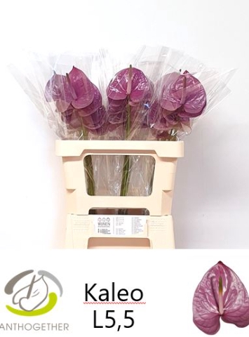 <h4>ANTH A KALEO H20</h4>