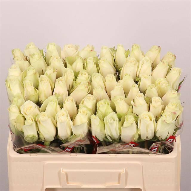 <h4>R GR ATHENA</h4>