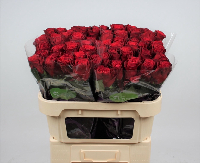 <h4>R GR RHODOS</h4>