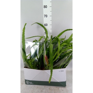 Epiphyllum   ...