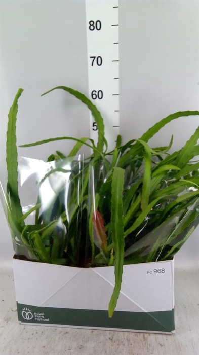 <h4>Epiphyllum ...</h4>