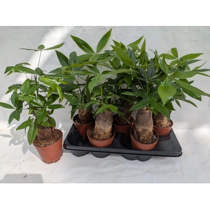 PACHIRA AQUATICA