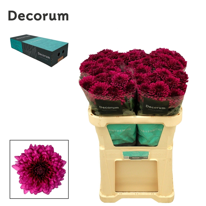 <h4>Chr G Lamira</h4>