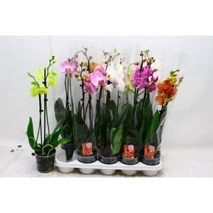 PHAL GEM 7 KL