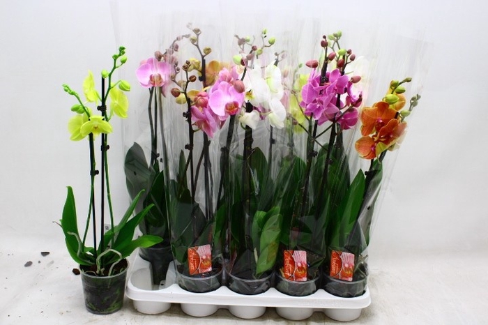 <h4>PHAL GEM 7 KL</h4>