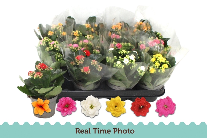 <h4>KAL GE GEM 6 KL</h4>