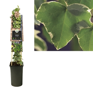 Hedera h. 'Glacier' +3.0 label