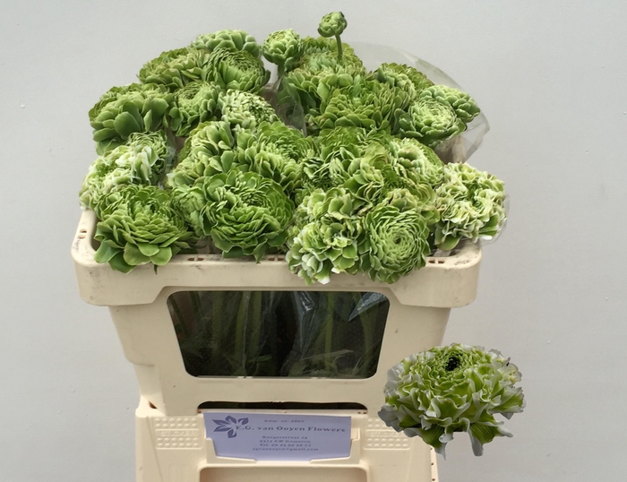 <h4>RAN PON PON IGLOO</h4>