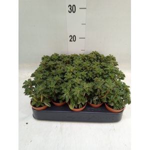 Peperomia