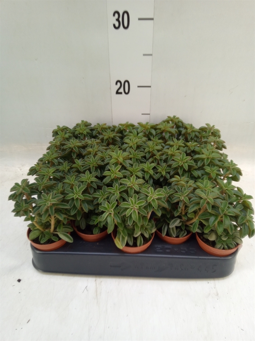 <h4>Peperomia</h4>