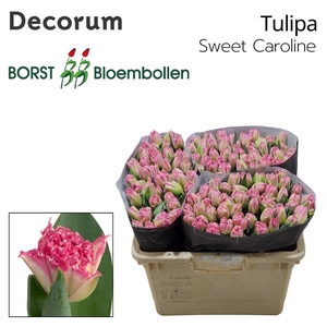 Tu Fr Sweet Caroline