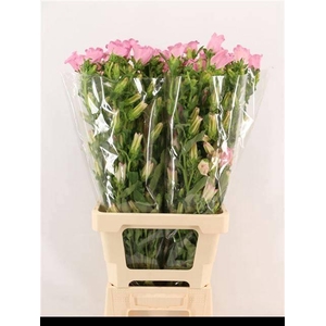 CAMP M CHAMPION PINK