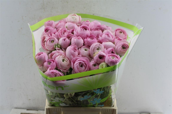 <h4>Ran Am Rose Giusy</h4>