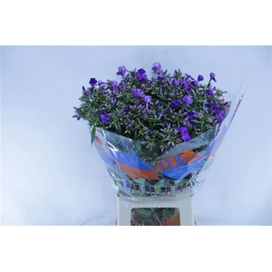 PHLOX P VAN G