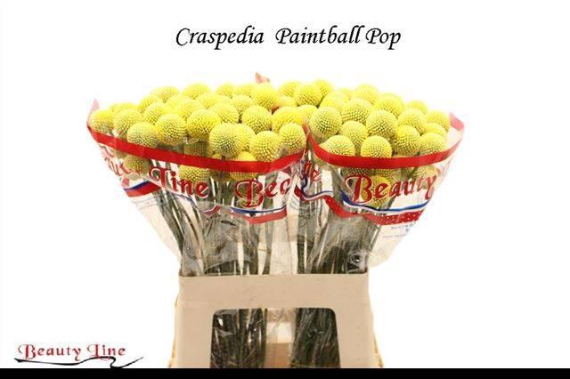 <h4>CRAS PAINTBALL POP</h4>