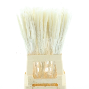 Dried Pampas Fluffy Bleached White