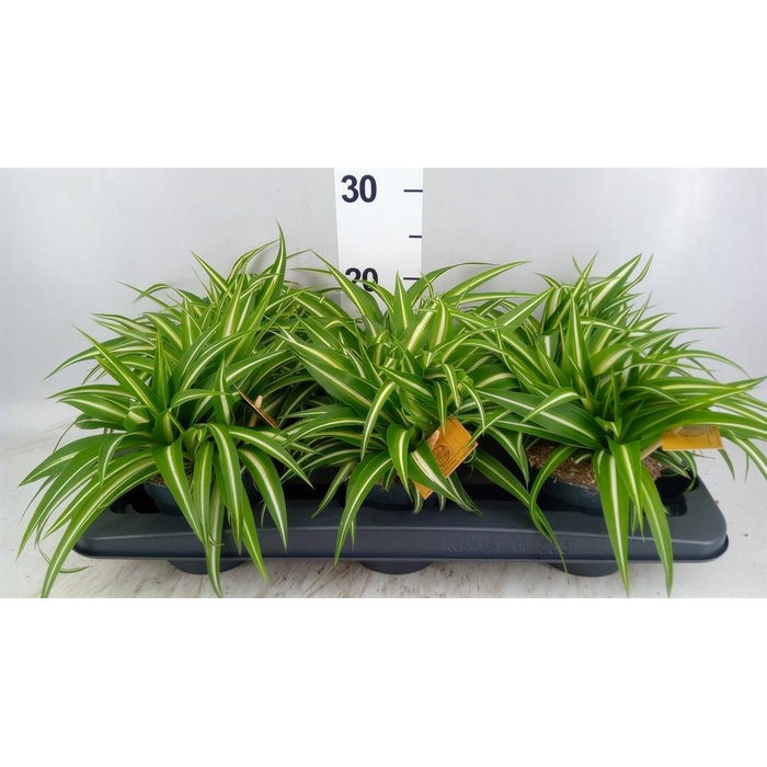 <h4>Chlorophytum com. 'Variegatum'</h4>
