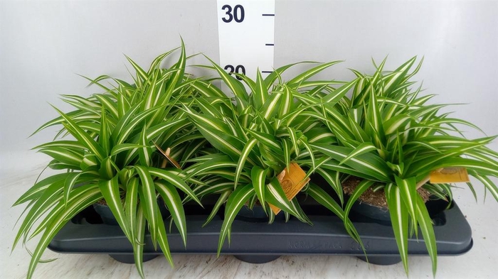 Chlorophytum com. 'Variegatum'