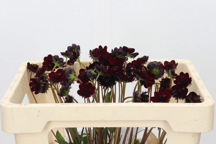 <h4>Cosmos Black Beauty</h4>