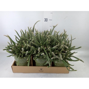 Rhipsalis   ...mix