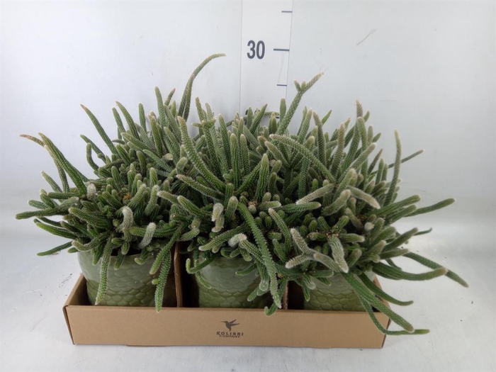 <h4>Rhipsalis   ...mix</h4>