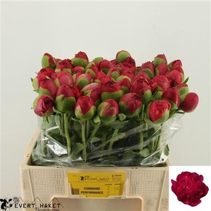 Paeo L Com Performan