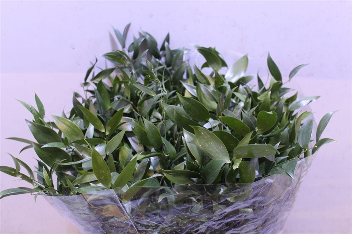 <h4>Danae Race 50 Cm</h4>