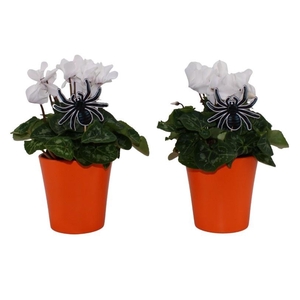 CYCL MD SUP ALLURE
