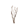 Syringa Branch Extra Ginastera