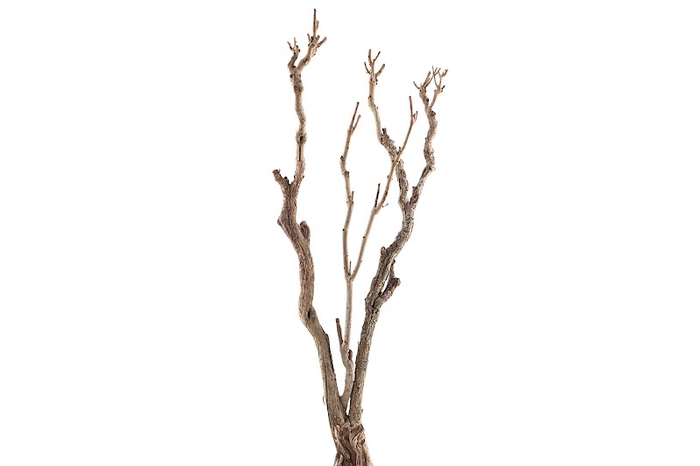 Syringa Branch Extra Ginastera