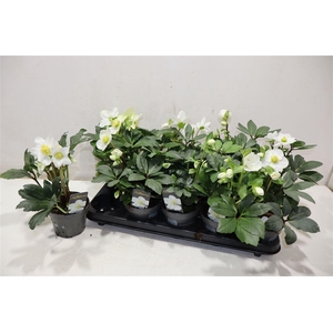 arr8 Hell Ni Chr Carol