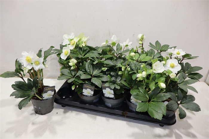 <h4>arr8 Hell Ni Chr Carol</h4>