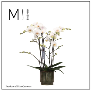 Phalaenopsis Marvellous White 50+ – 17cm in Nella Forest | Mimesis