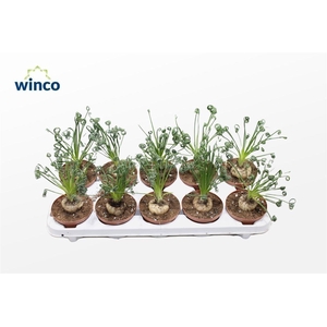 Albuca Spiralis (caudex)