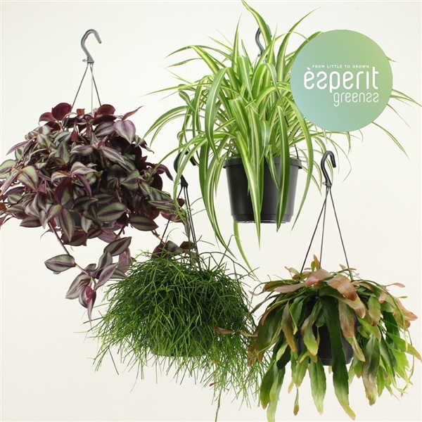 Hangmix Greenss 4 srt hangpot