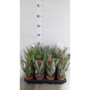 Ananas  'Rosita'