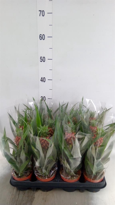 <h4>Ananas  'Rosita'</h4>