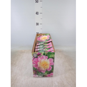 Dahlia   ...flowerbulbs