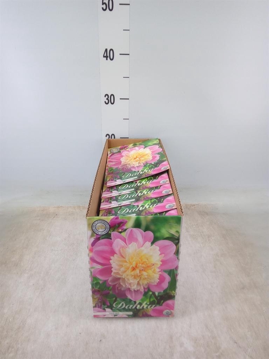 <h4>Dahlia   ...flowerbulbs</h4>