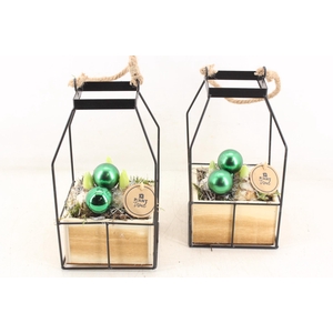 arr4 Hyacint PL - Lantaarn 4kant Xmas