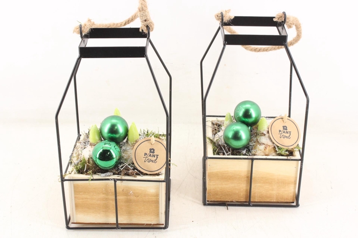 <h4>arr4 Hyacint PL - Lantaarn 4kant Xmas</h4>