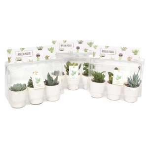 3er blister succulent pricky